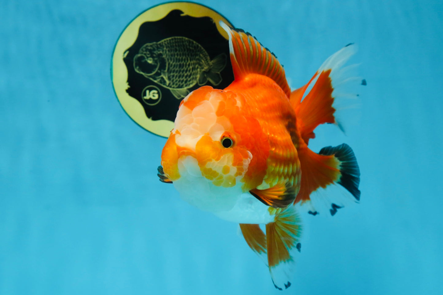 A Grade HAPPY Red White Oranda Female 5.5-6 inches #091925OR_11