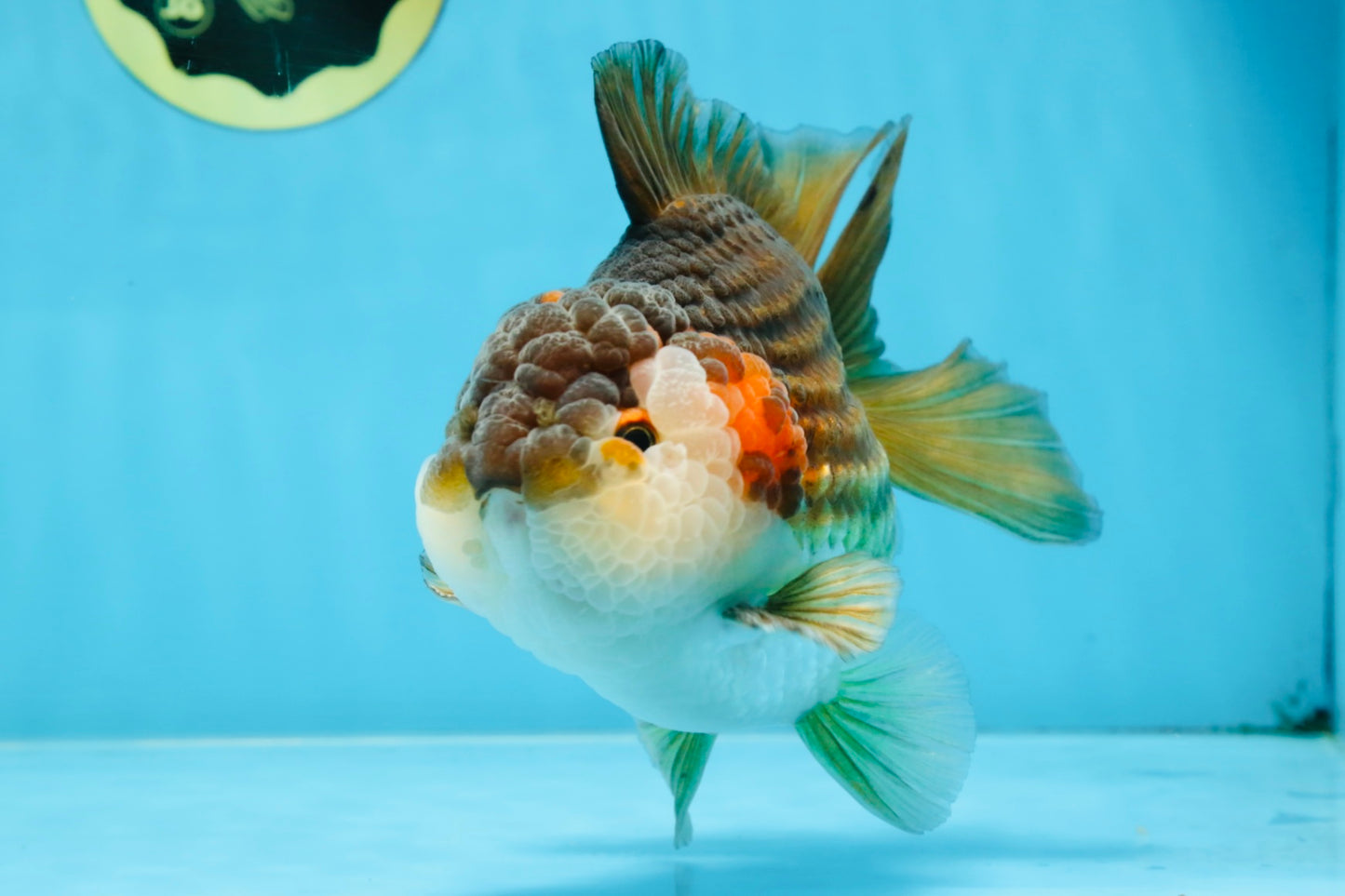 A Grade CHUBBY Tricolor Yuanbao Male 5.5-6  inches #100325YB_03