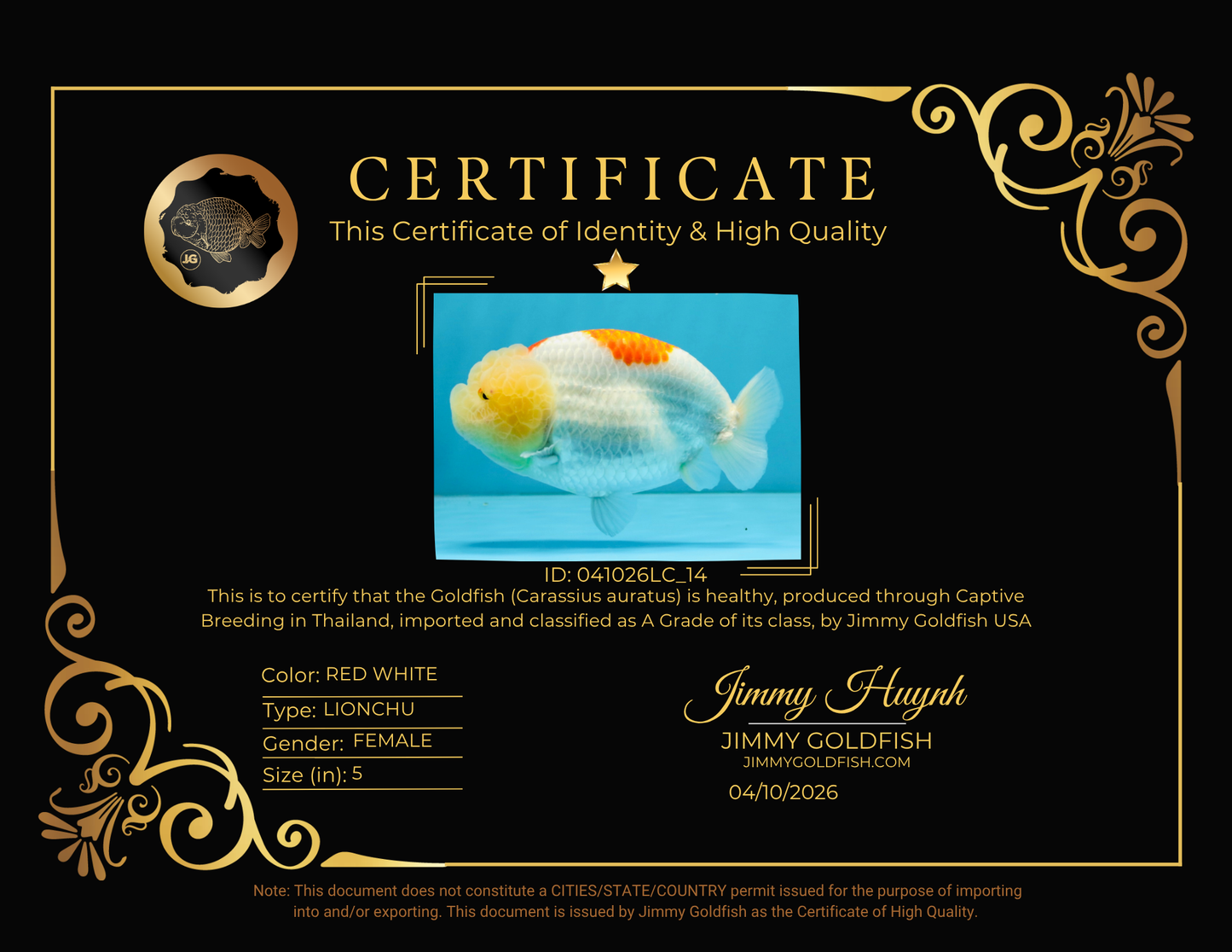 A Grade Red White LionQueen 5 inches #041026LC_14