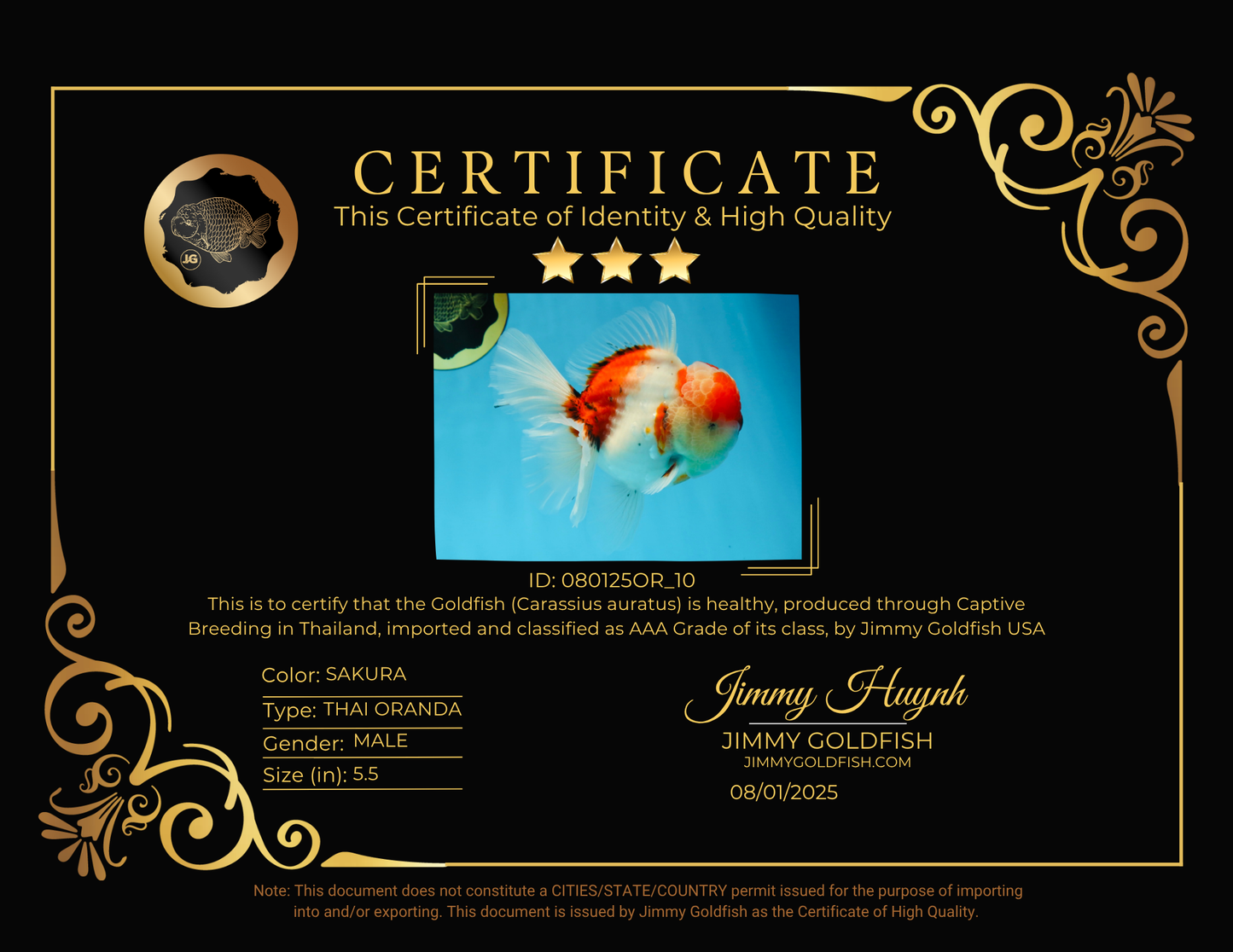 AAA Grade Godzilla Sakura Oranda Male 5.5 inches #080125OR_10