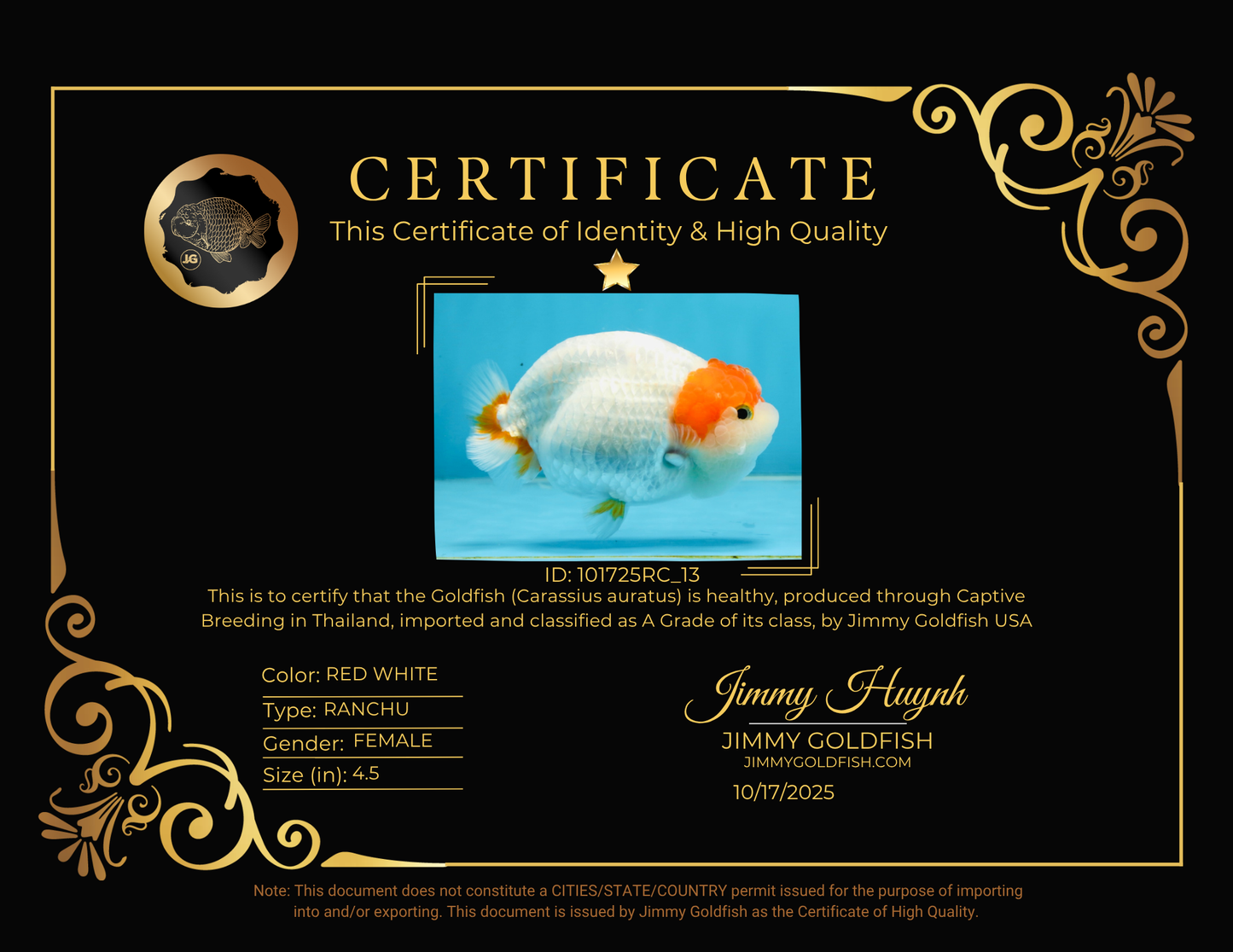 A Grade Chinese Red Head Ranchu Female 4.5 inches #101725RC_13