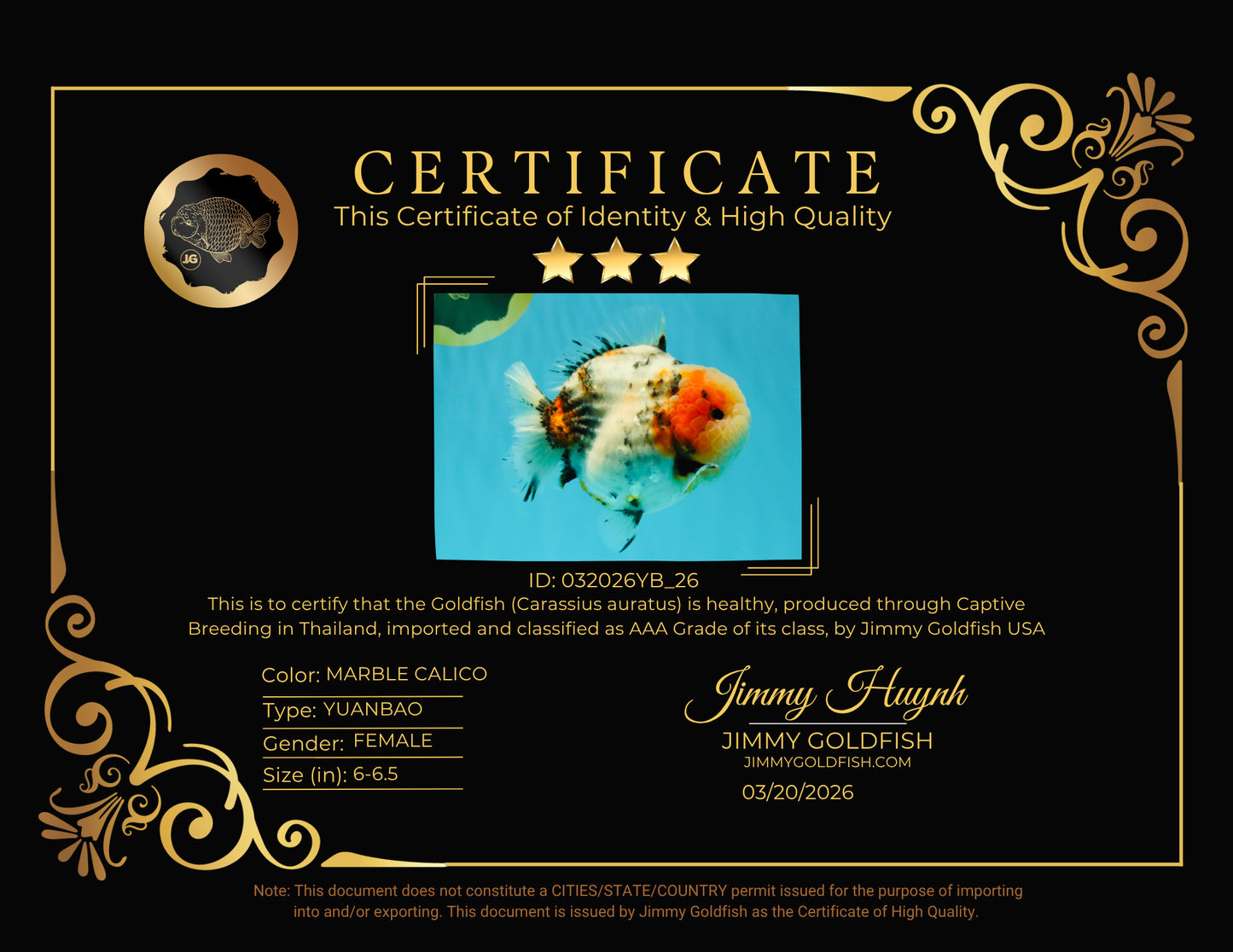 AAA Grade Marble Calico Blue Base Yuanbao Female 6-6.5 inches #032026YB_26