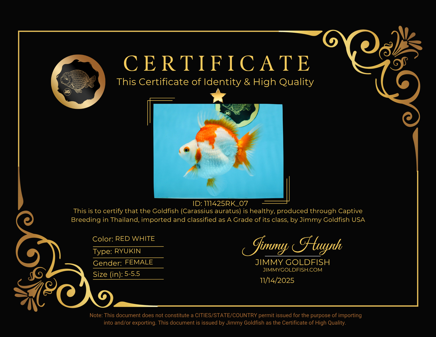 A Grade Red White Ryukin Female 5-5.5 inches #111425RK_07