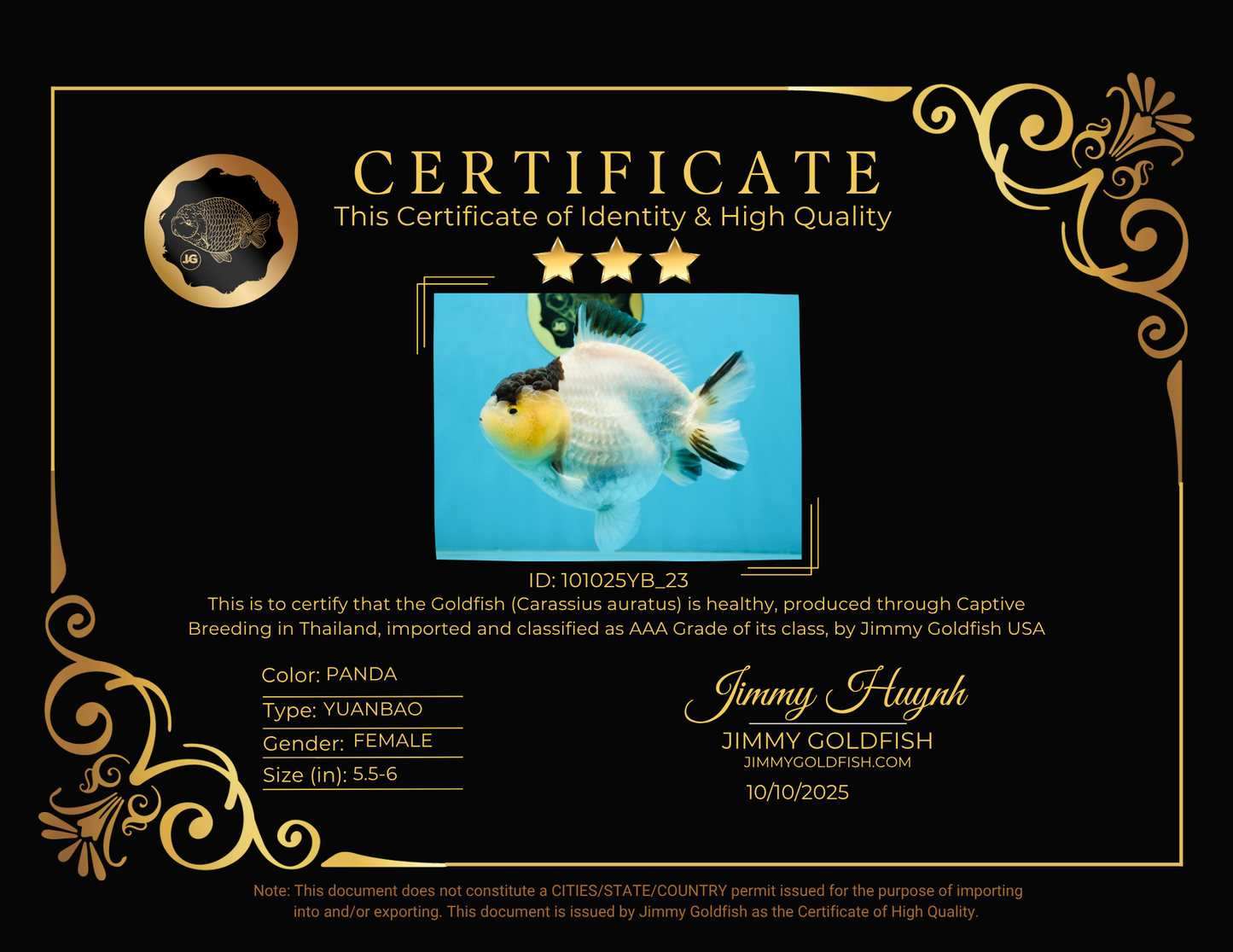 AAA Grade Panda Yuanbao Female 5.5-6 inches #101025YB_23