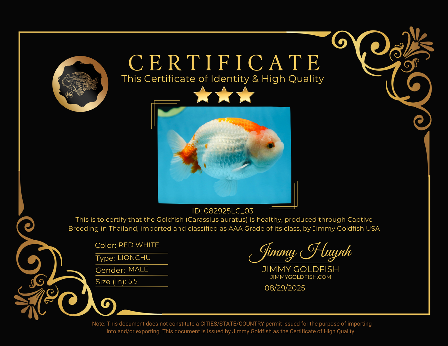 AAA Grade Red White LionKing 5.5 inches #082925LC_03