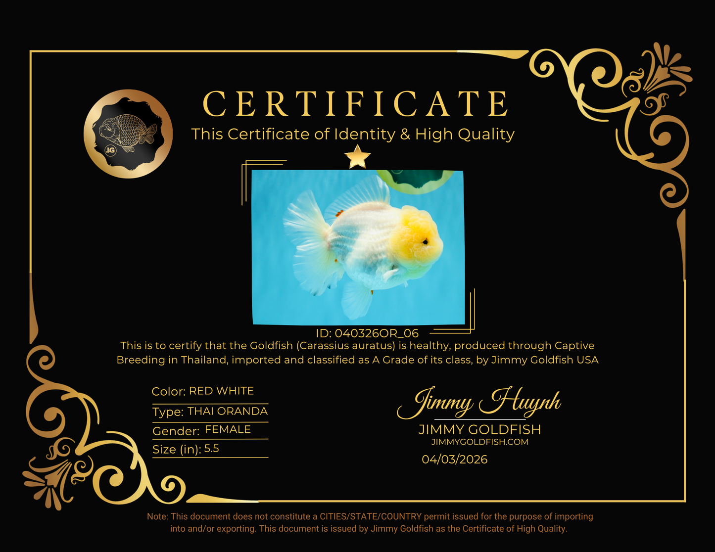 BEAUTY A Grade Red White Oranda Female 5.5 inches #040326OR_06
