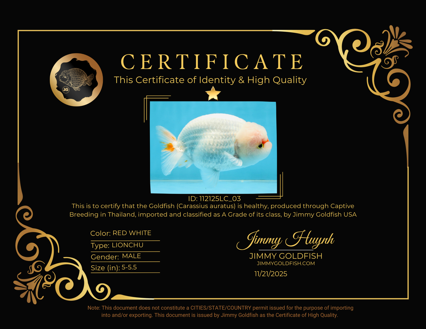 A Grade Red White LionKing 5-5.5 inches #112125LC_03