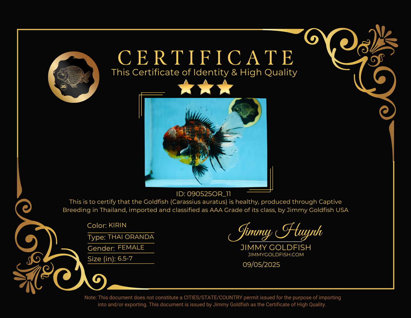 AAA Grade JUMBO Godzilla Kirin Oranda Female 6.5-7 inches #090525OR_11