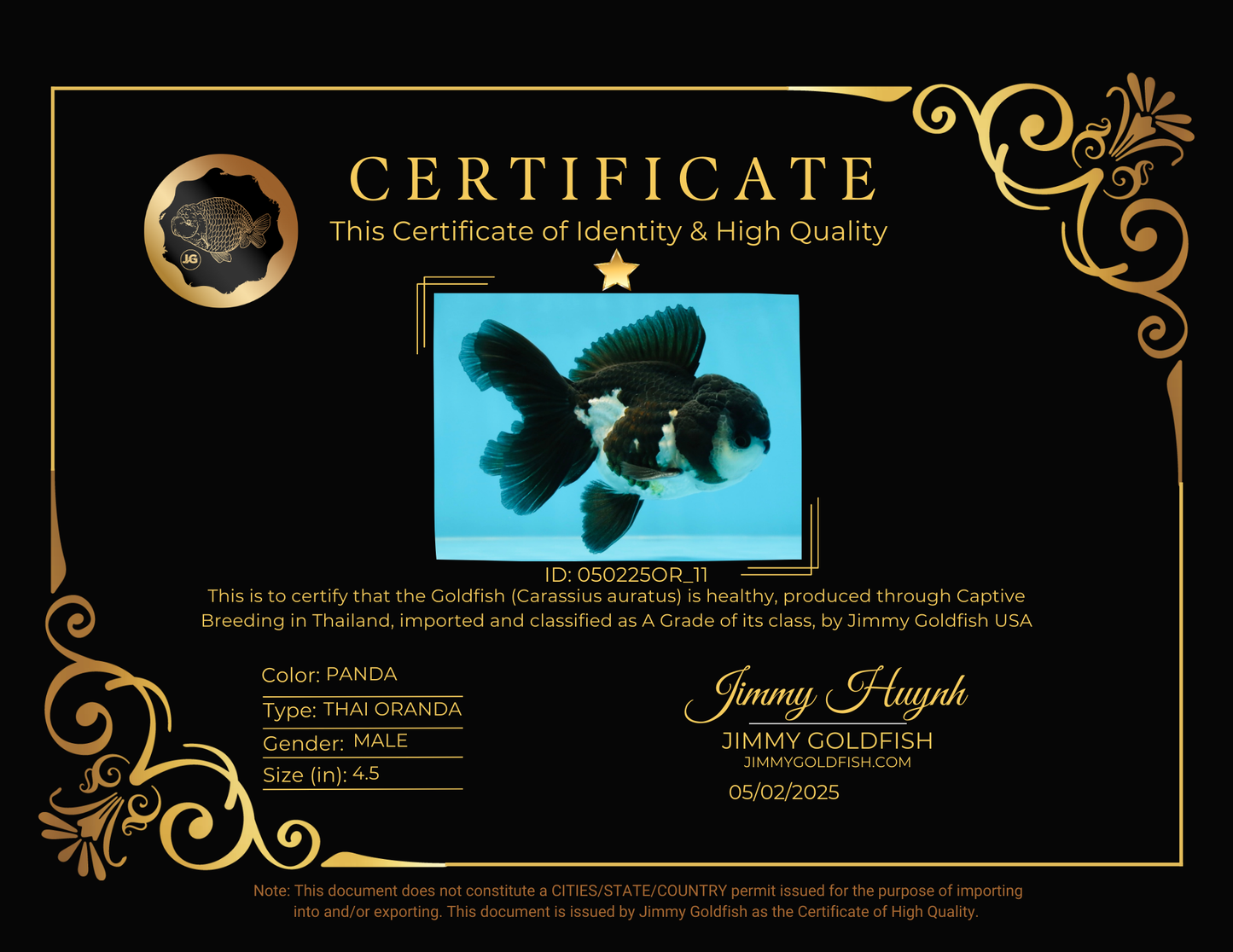 A Grade Panda Oranda Male 4.5 inches #050225OR_11