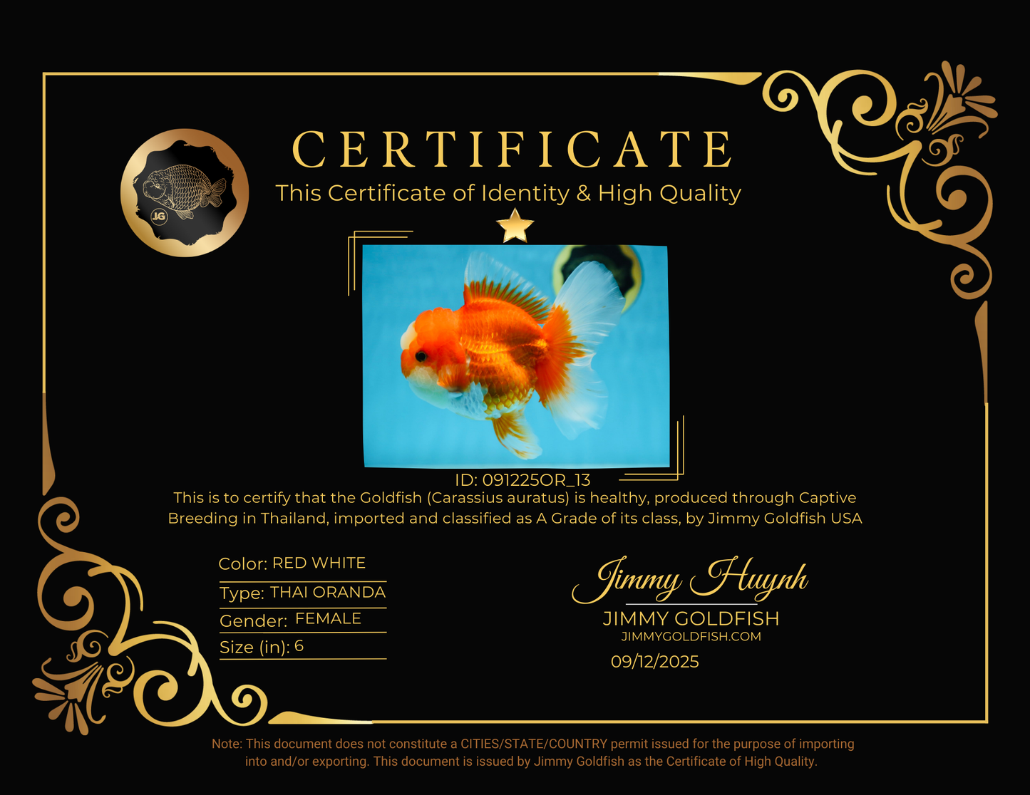 A Grade Jade Head Red White Oranda Female 6 inches #091225OR_13