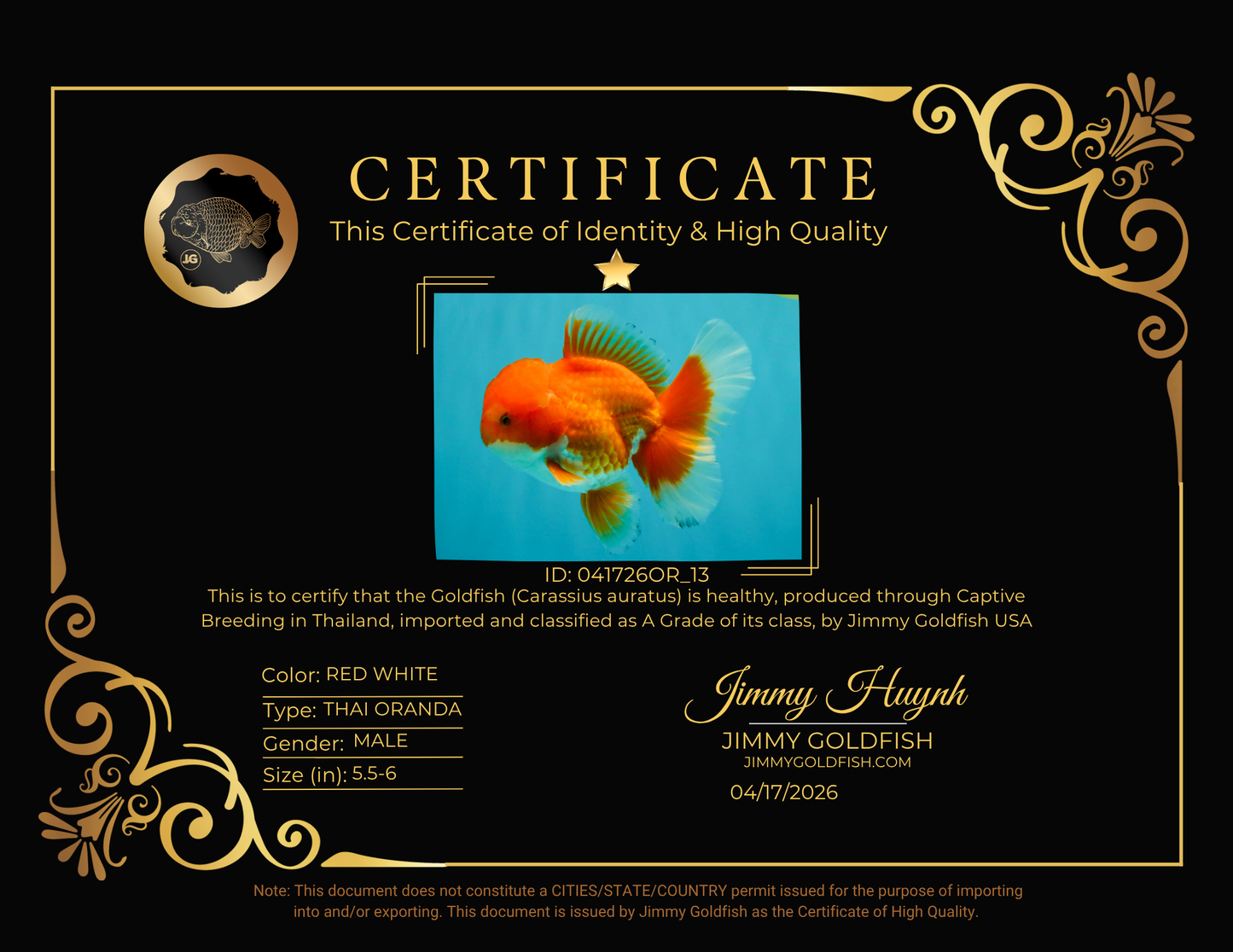 A Grade Red White Oranda Male 5.5-6 inches #041726OR_13