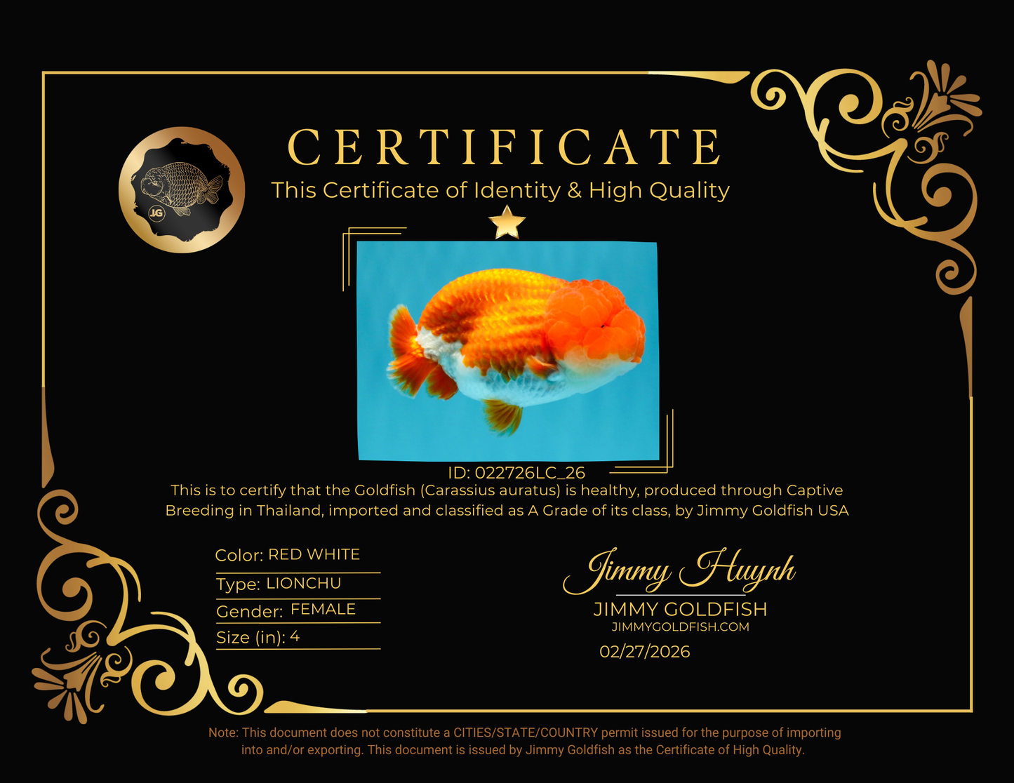 A Grade Dragon Head Red White LionQueen 4 inches #022726LC_26