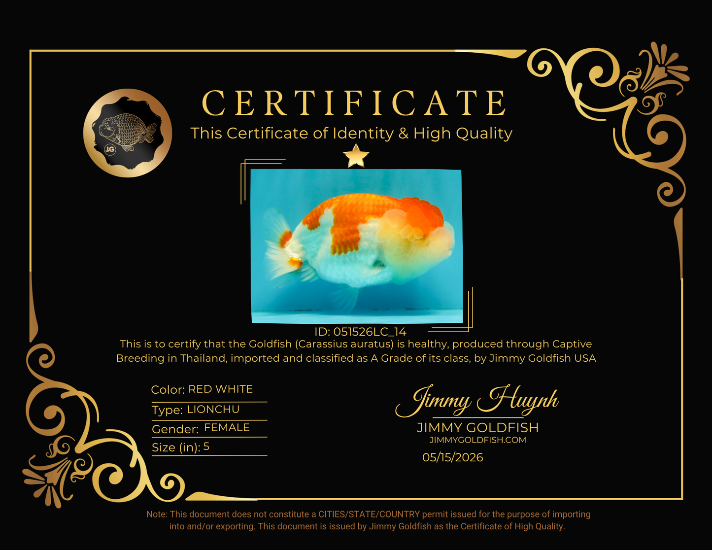 FLUFFY WEN A Grade Red White LionQueen Female 5 inches #051526LC_14