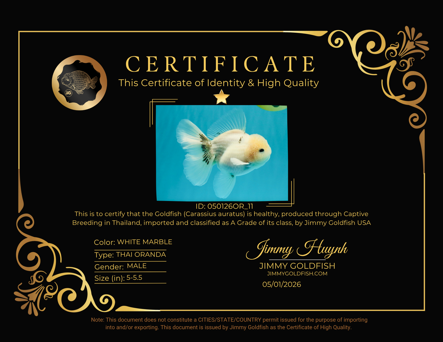 A Grade Marble Oranda Male 5-5.5 inches #050126OR_11