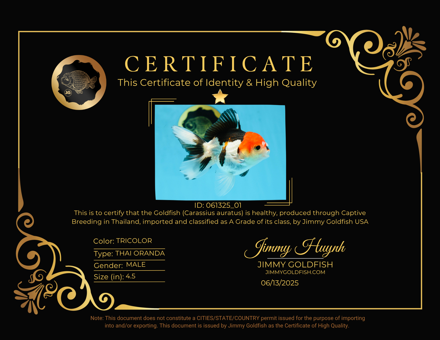 A Grade Young Tricolor Oranda Male 4.5 inches #061325_01