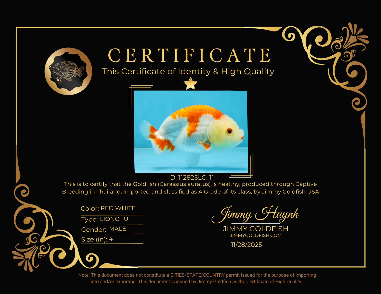 A Grade Red White LionKing 4 inches #112825LC_11