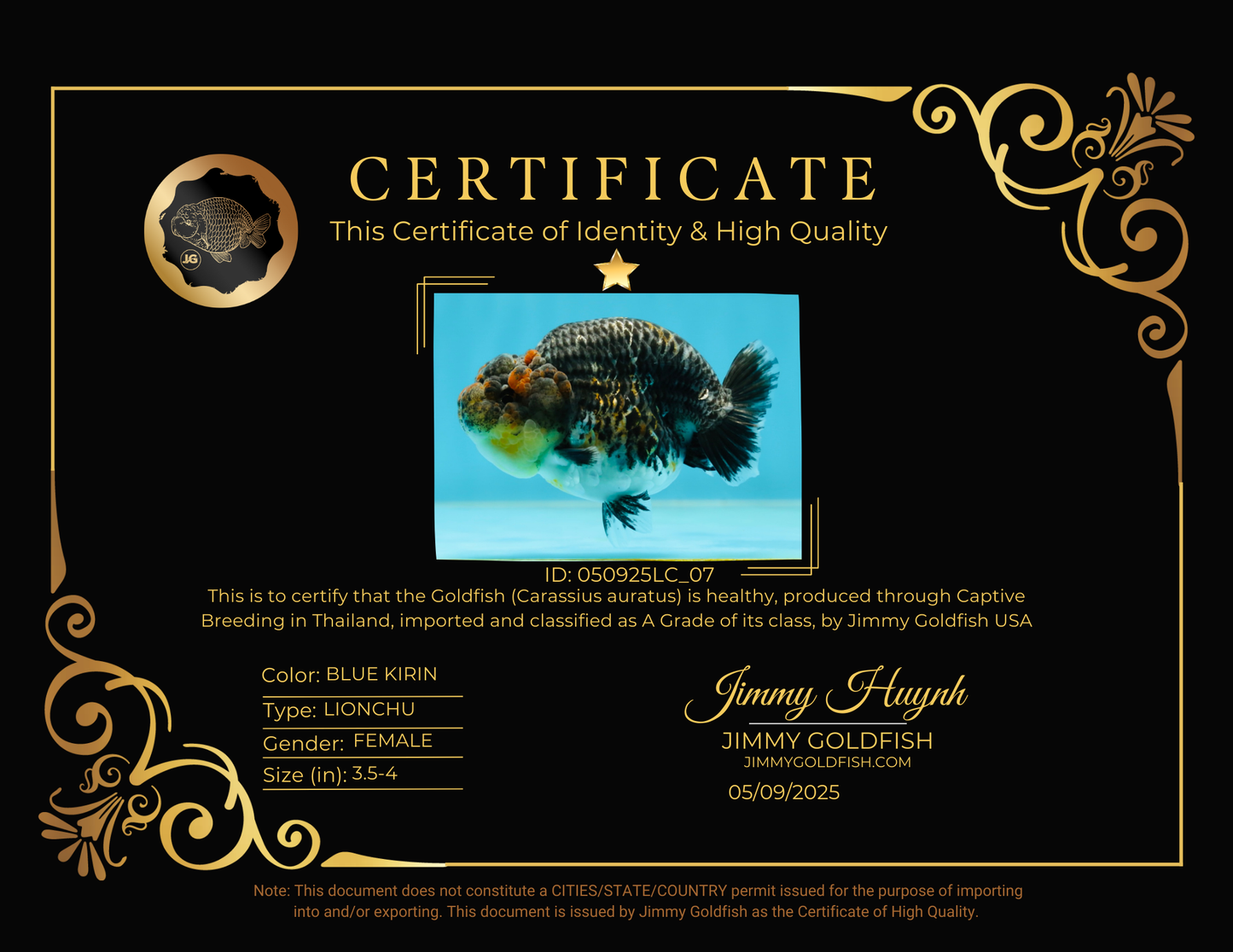 A Grade High Back Blue Kirin LionQueen 3.5-4 inches #050925LC_07