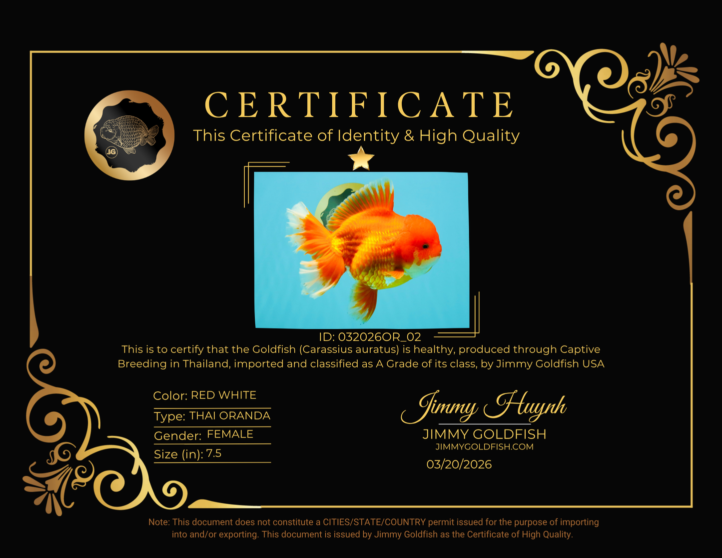JUMBO A Grade Red White Oranda Female 7.5 inches #032026OR_02