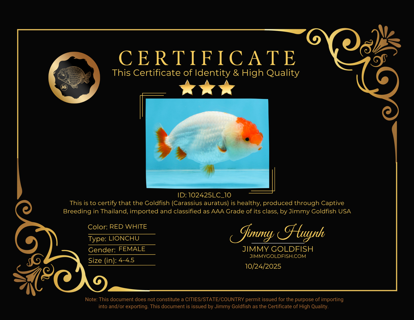 FLUFFY AAA Grade Red Head LionQueen 4-4.5 inches #102425LC_10