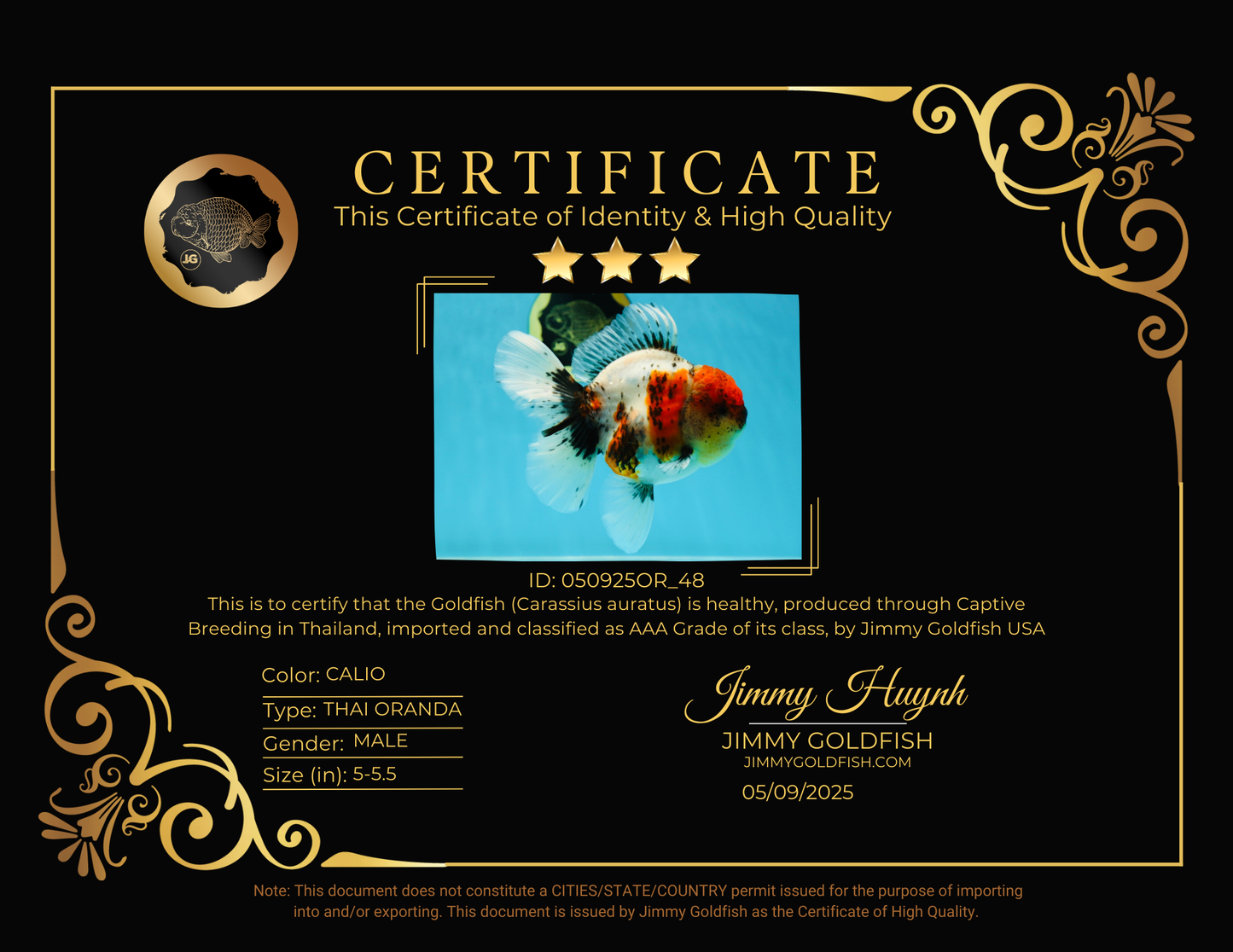 AAA Grade Calico Oranda Male 5-5.5 inches #050925OR_48