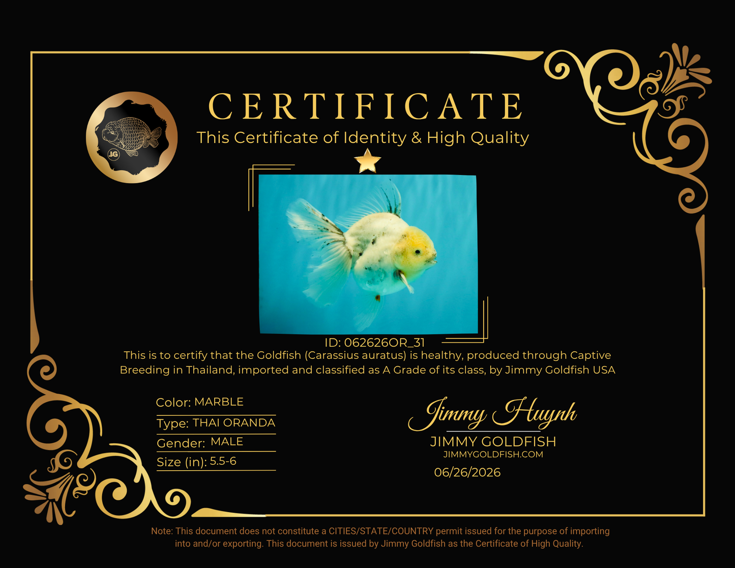 A Grade Marble Oranda Male 5.5-6 inches #062626OR_31