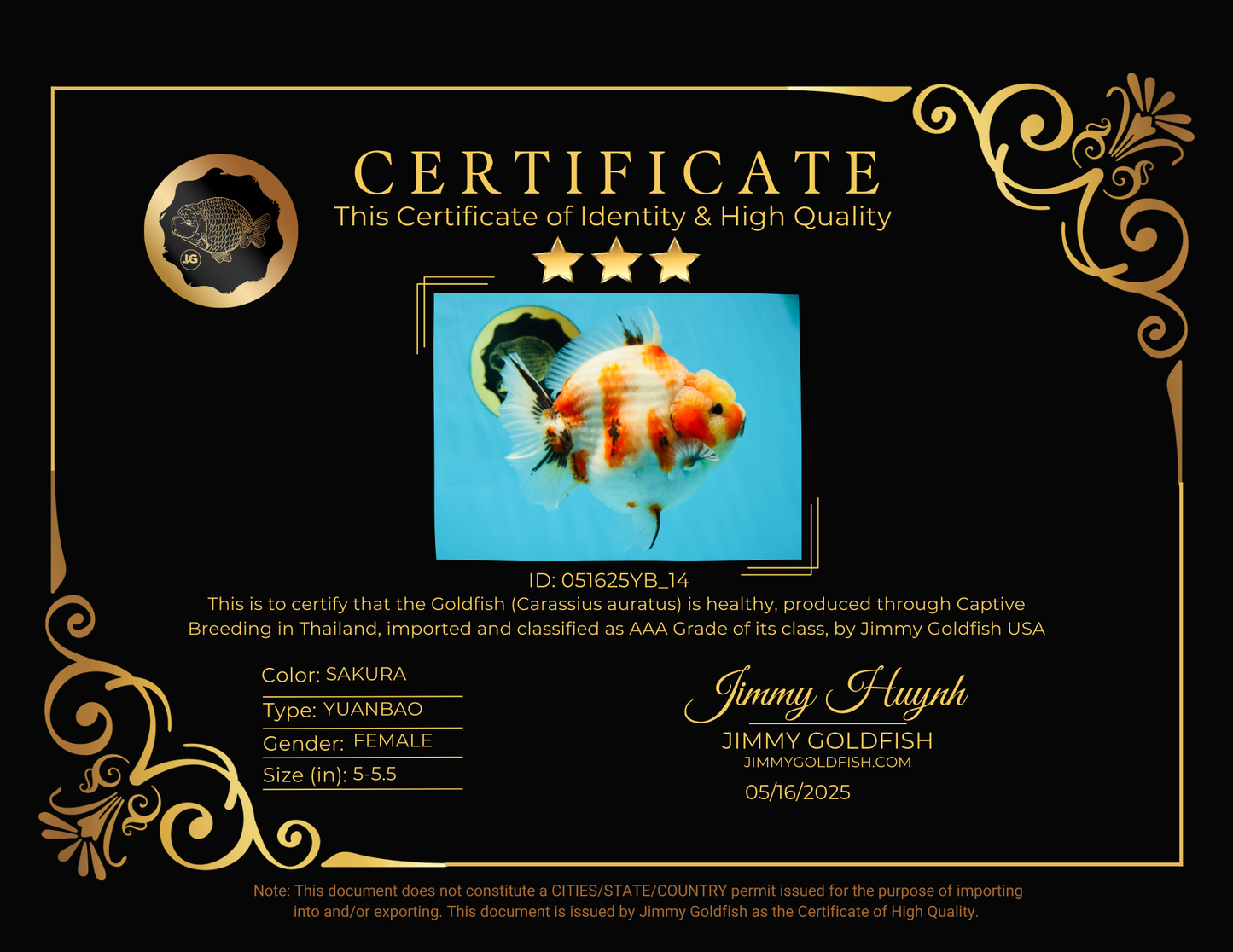 AAA Grade Big Body Godzilla Sakura Button Eyes Yuanbao Female 5-5.5 inches #051625YB_14