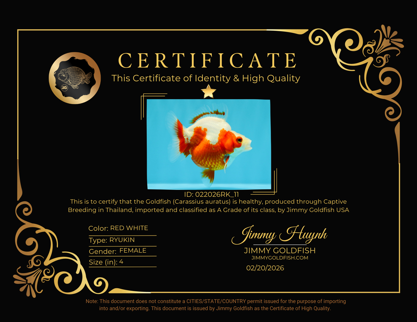 A Grade Red White Ryukin Female 4 inches #022026RK_11