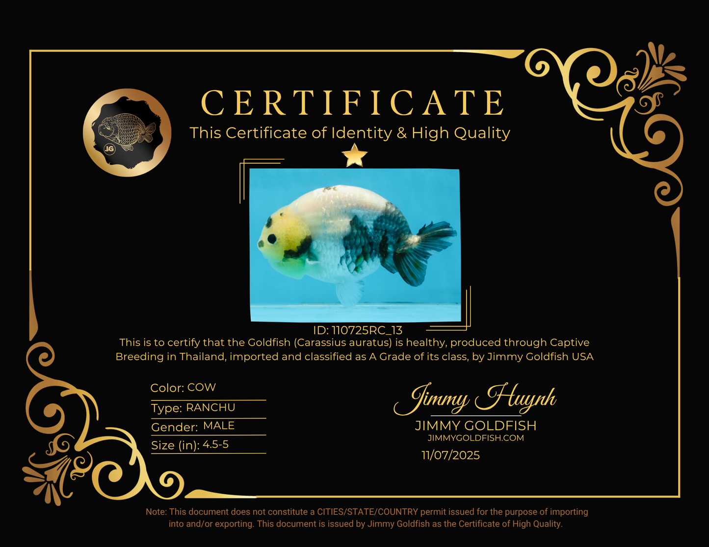 A Grade Chinese Cow Ranchu Male 4.5-5 inches #110725RC_13