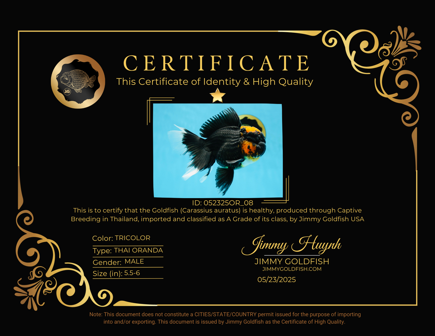 A Grade Lava Head Tricolor Oranda Male 5.5-6 inches #052325OR_08