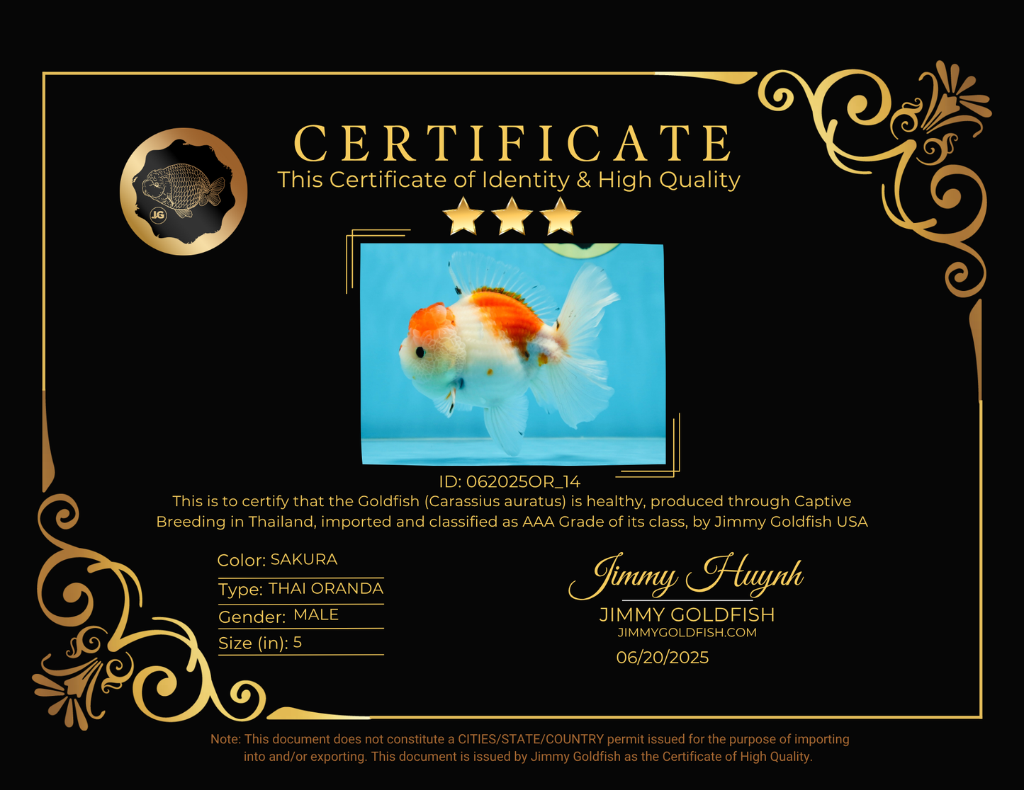 AAA Grade PUPPY Sakura Oranda Male 5 inches #062025OR_14