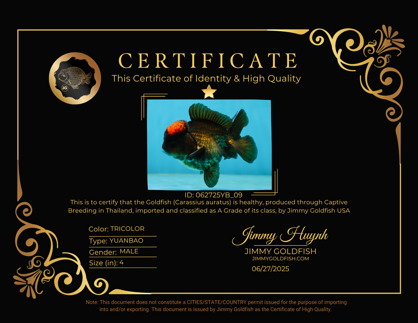 A Grade Lava Tricolor Yuanbao Male 4  inches #062725YB_09