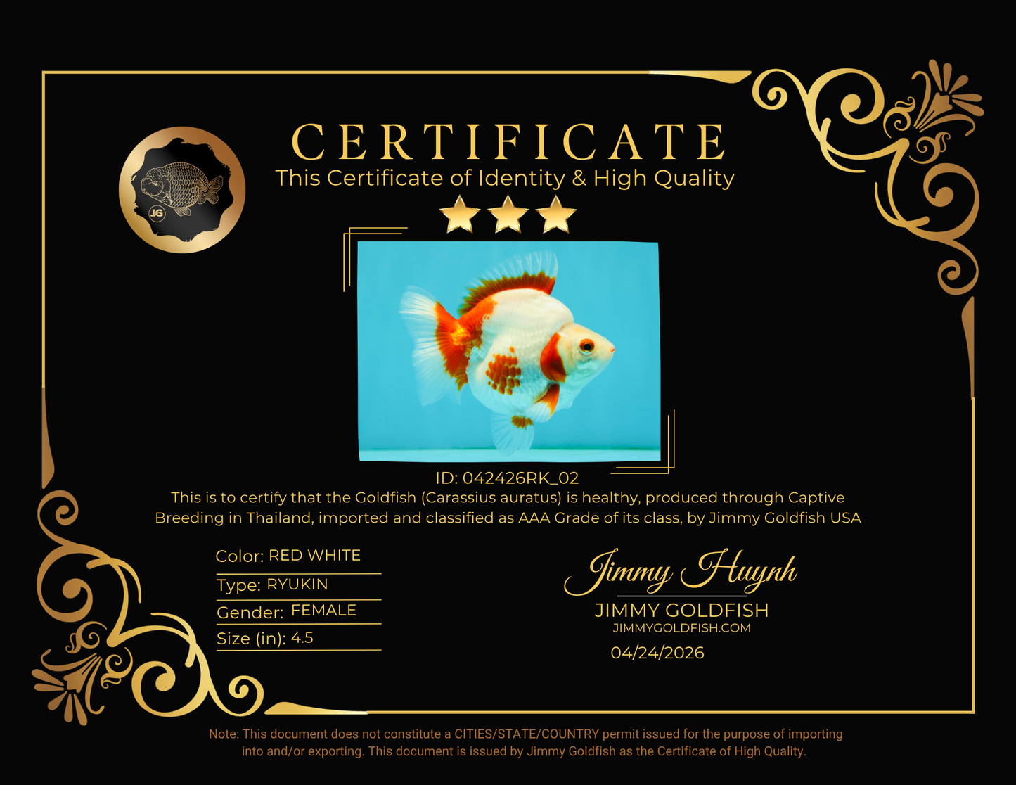 AAA Grade Red White Ryukin Female 4.5 inches #042426RK_02