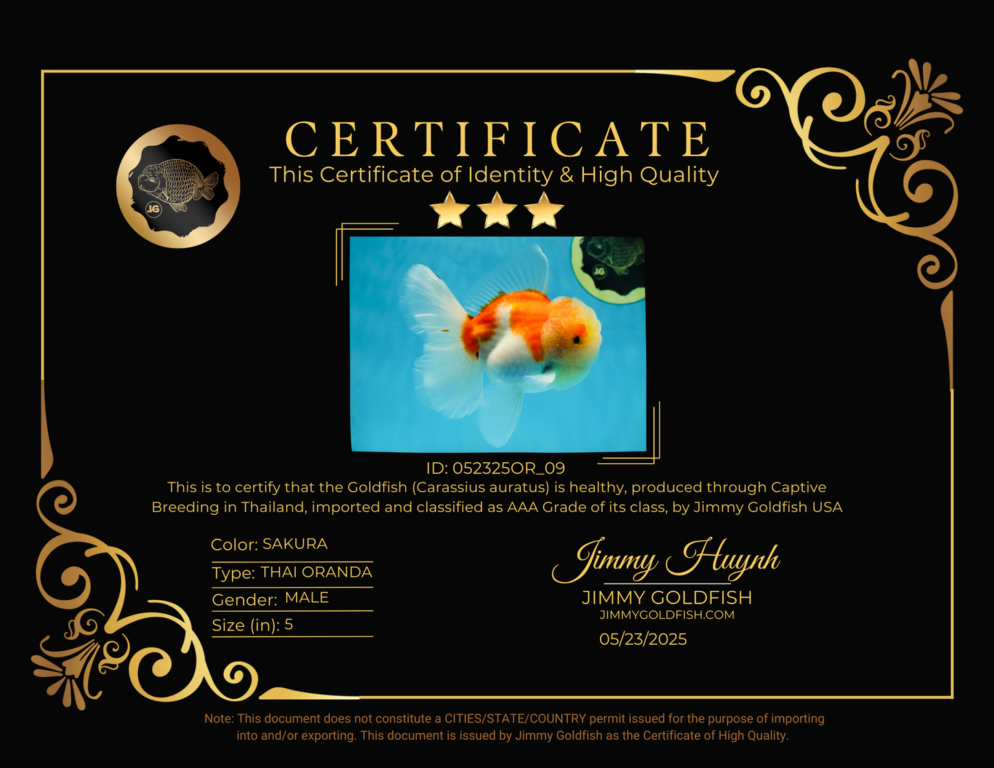 AAA Grade Godzilla Sakura Oranda Male 5 inches #052325OR_09