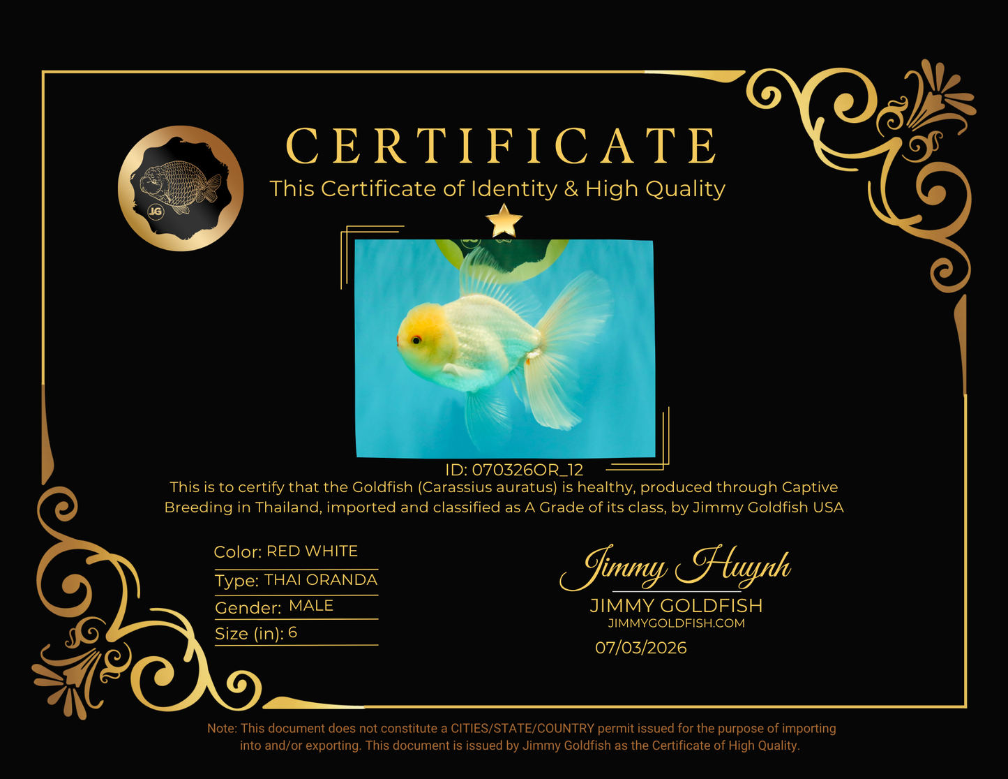 BEAUTY A Grade White Oranda Male 6 inches #070326OR_12
