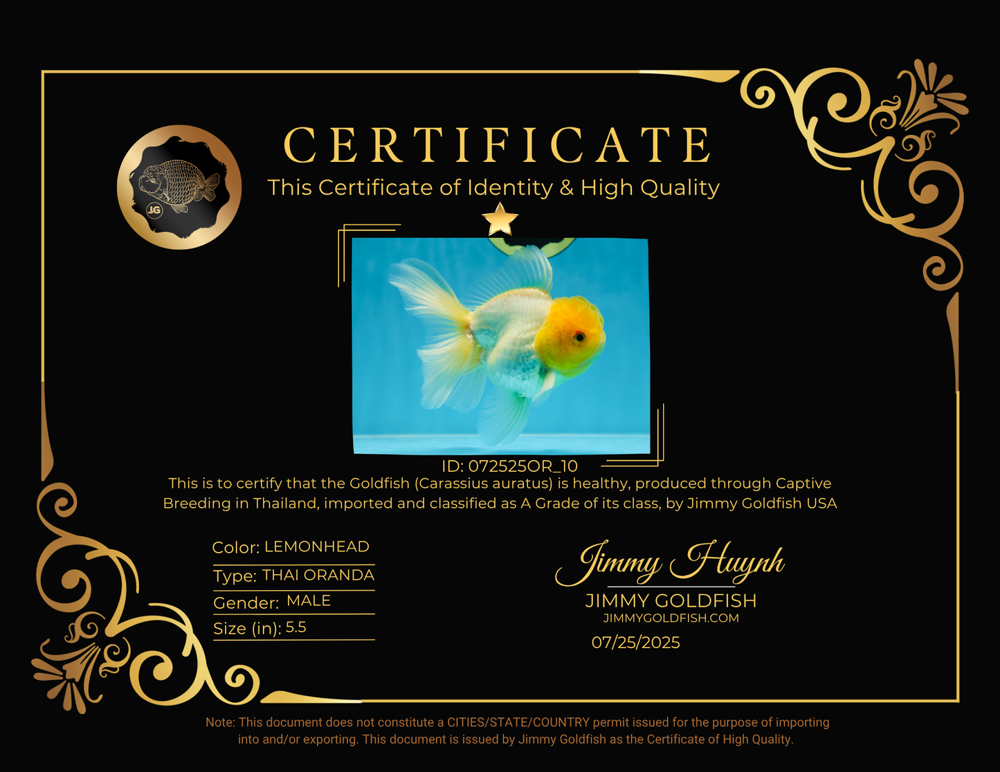 A Grade Lemonhead Oranda Male 5.5 inches #072525OR_10