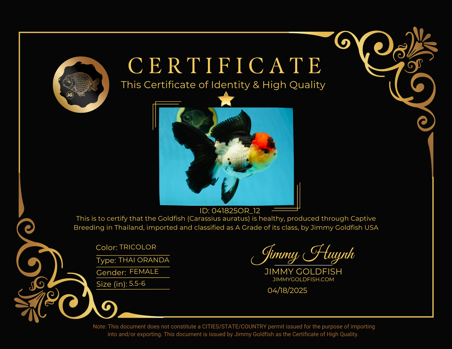 MIKE TYSON A Grade Tricolor Oranda Female 5.5-6 inches #041825OR_12