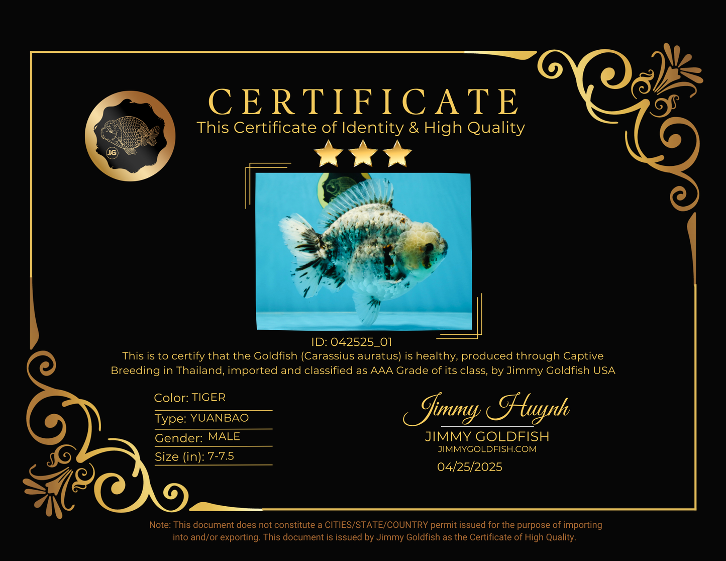 MONSTER AAA Grade White Tiger Yuanbao Male 7-7.5 inches #042525_01