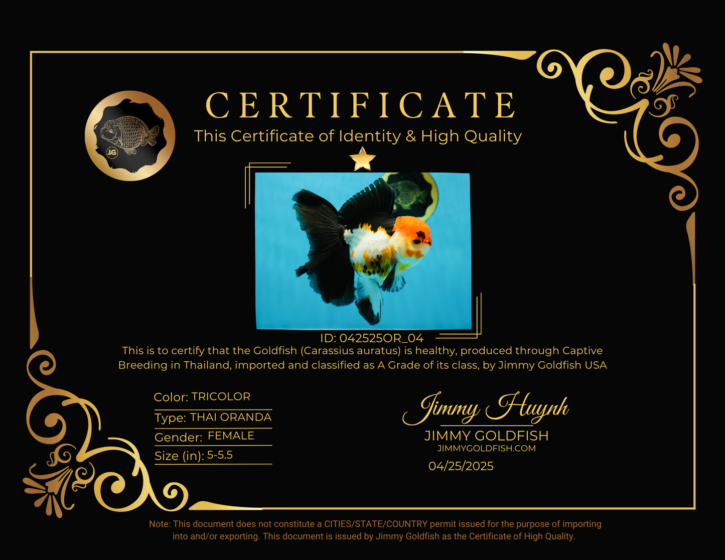 Fluffy Tail A Grade Tricolor Oranda Female 5-5.5 inches #042525OR_04