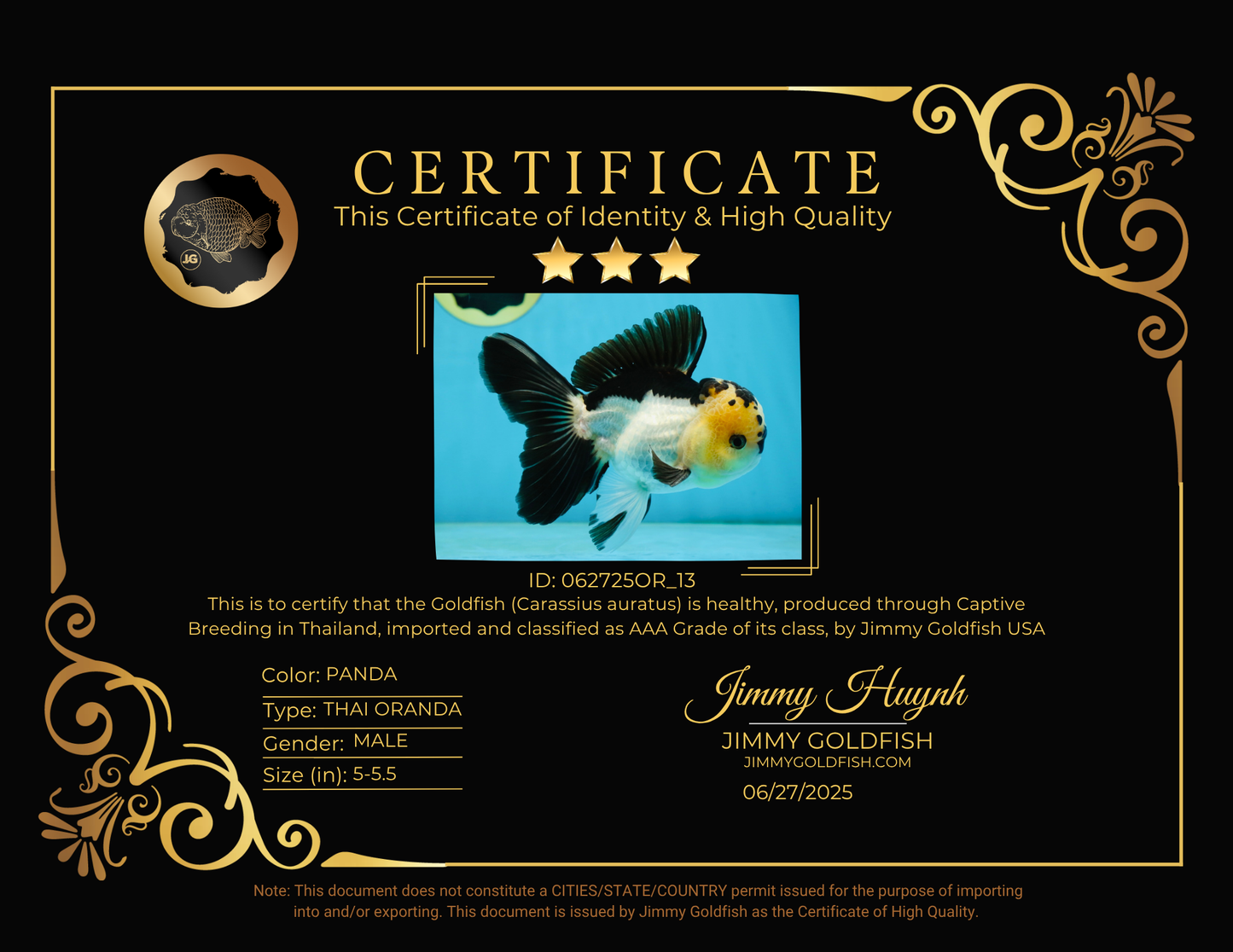 AAA Grade Panda Oranda Male 5-5.5 inches #062725OR_13