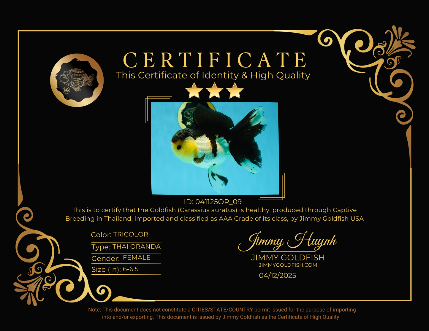 CHUNKY AAA Grade Tricolor Oranda Female 6-6.5 inches #041125OR_09