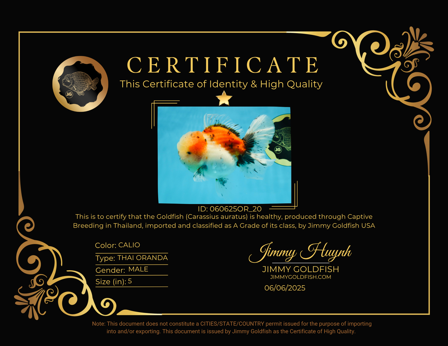 A Grade Calico Oranda Male 5 inches #060625OR_20