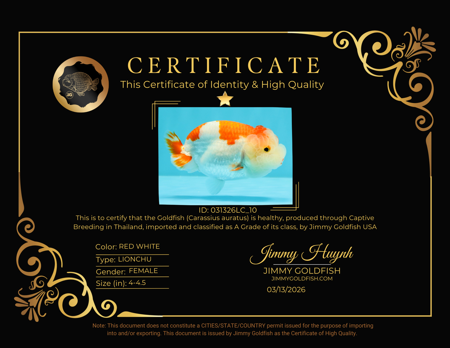 A Grade Kohaku Red White LionQueen 4-4.5 inches #031326LC_10