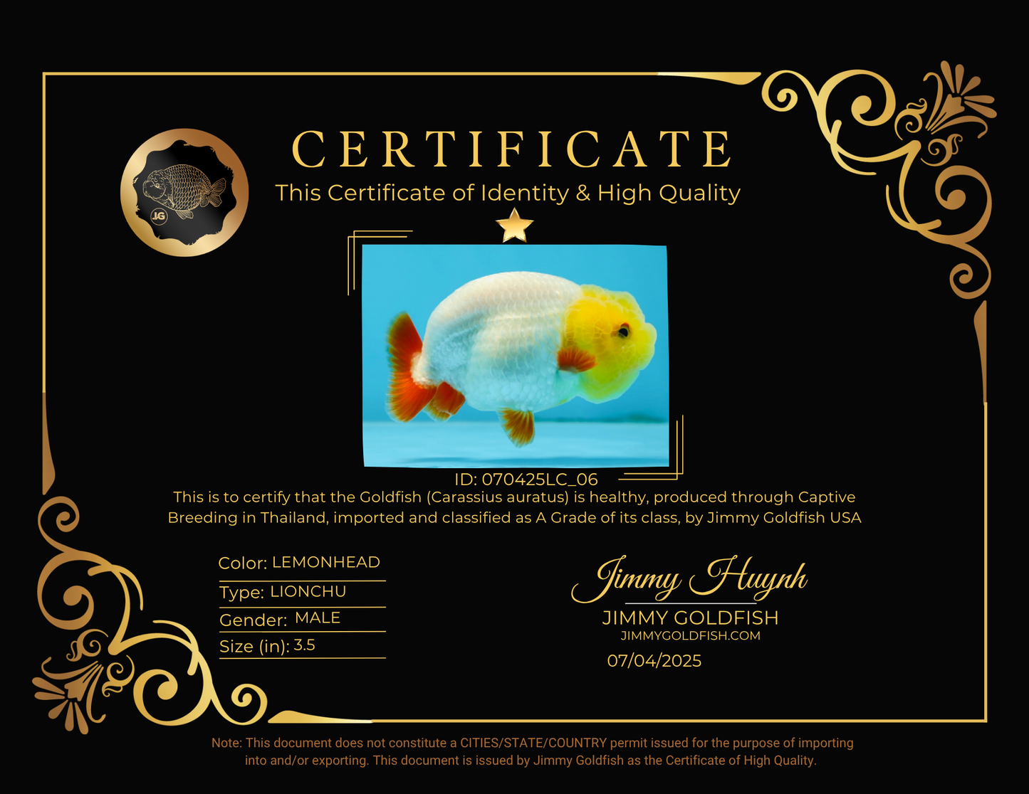 A Grade Lemonhead LionKing 3.5 inches #070425LC_06