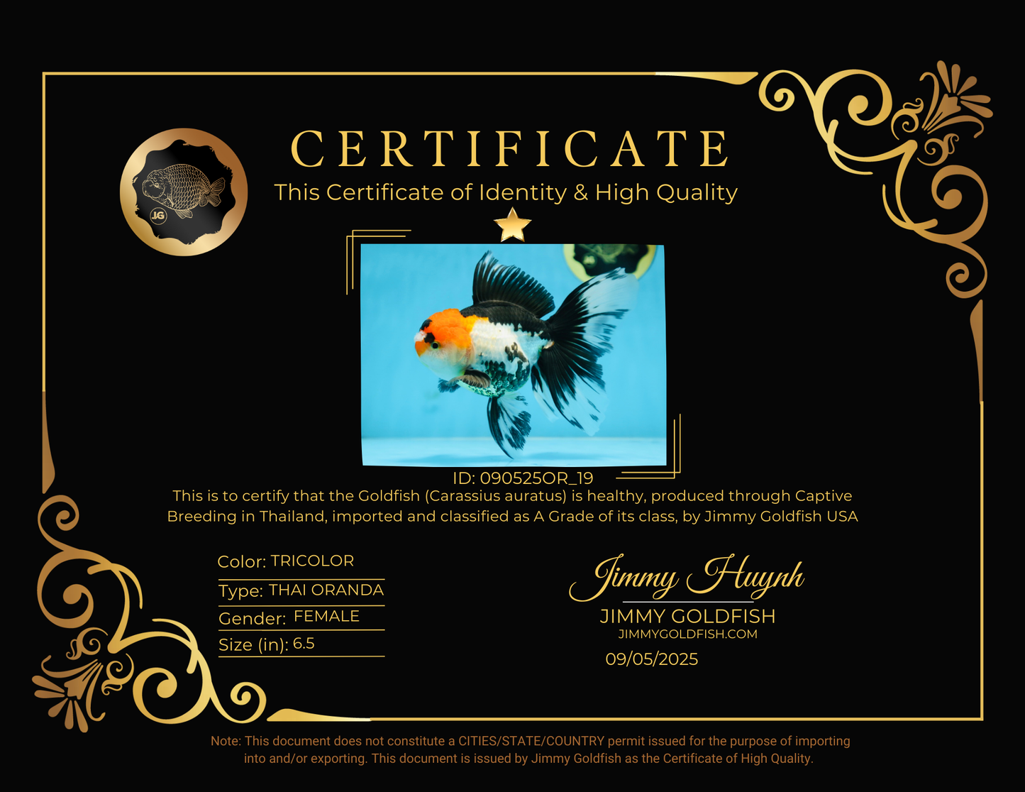 A Grade Tricolor Oranda Female 6.5 inches #090525OR_19