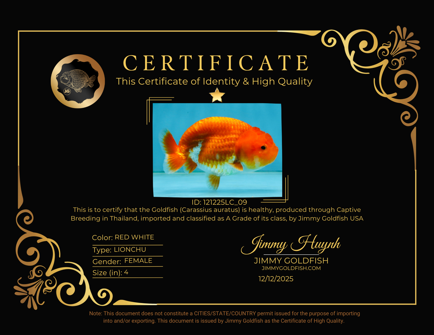 A Grade Red White LionQueen 4 inches #121225LC_09