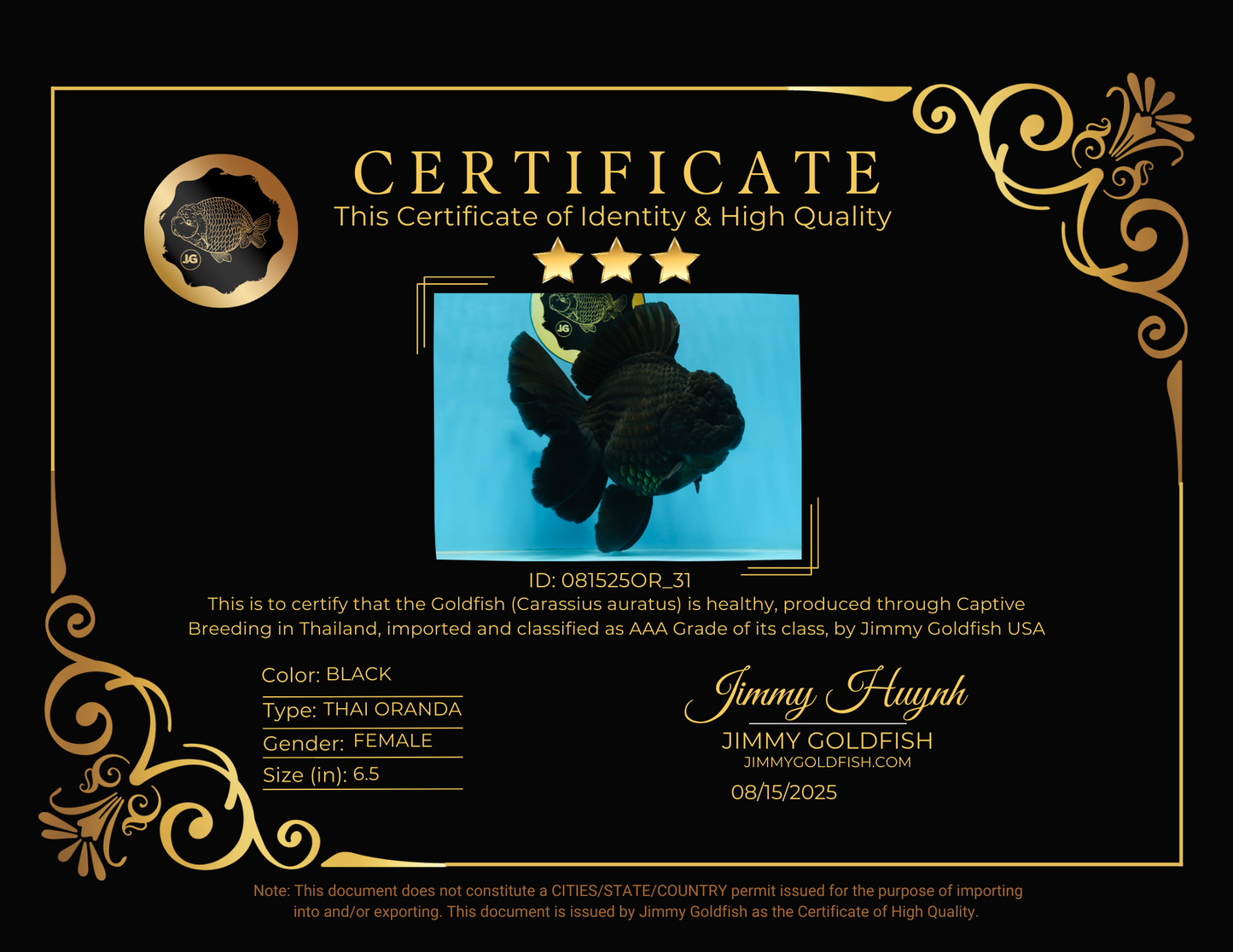 AAA Grade Godzilla Black Oranda Female 6.5 inches #081525OR_31