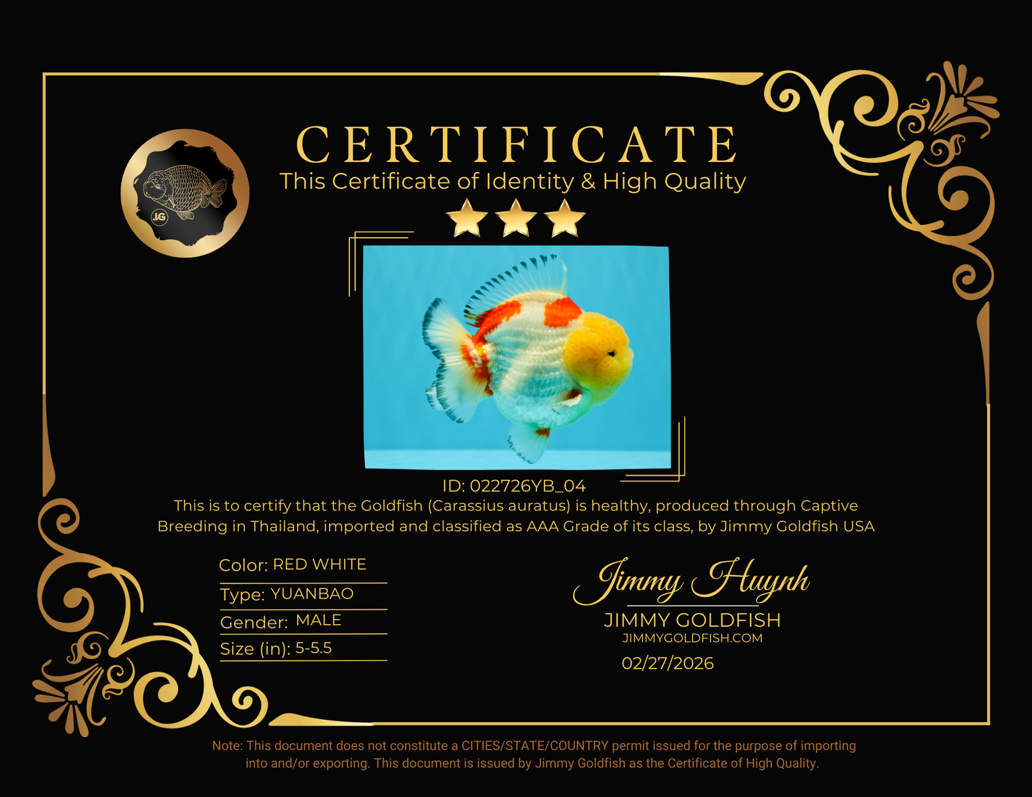 CHUBBY AAA Grade Godzilla Red White Lipstick Yuanbao Male 5-5.5 inches #022726YB_04