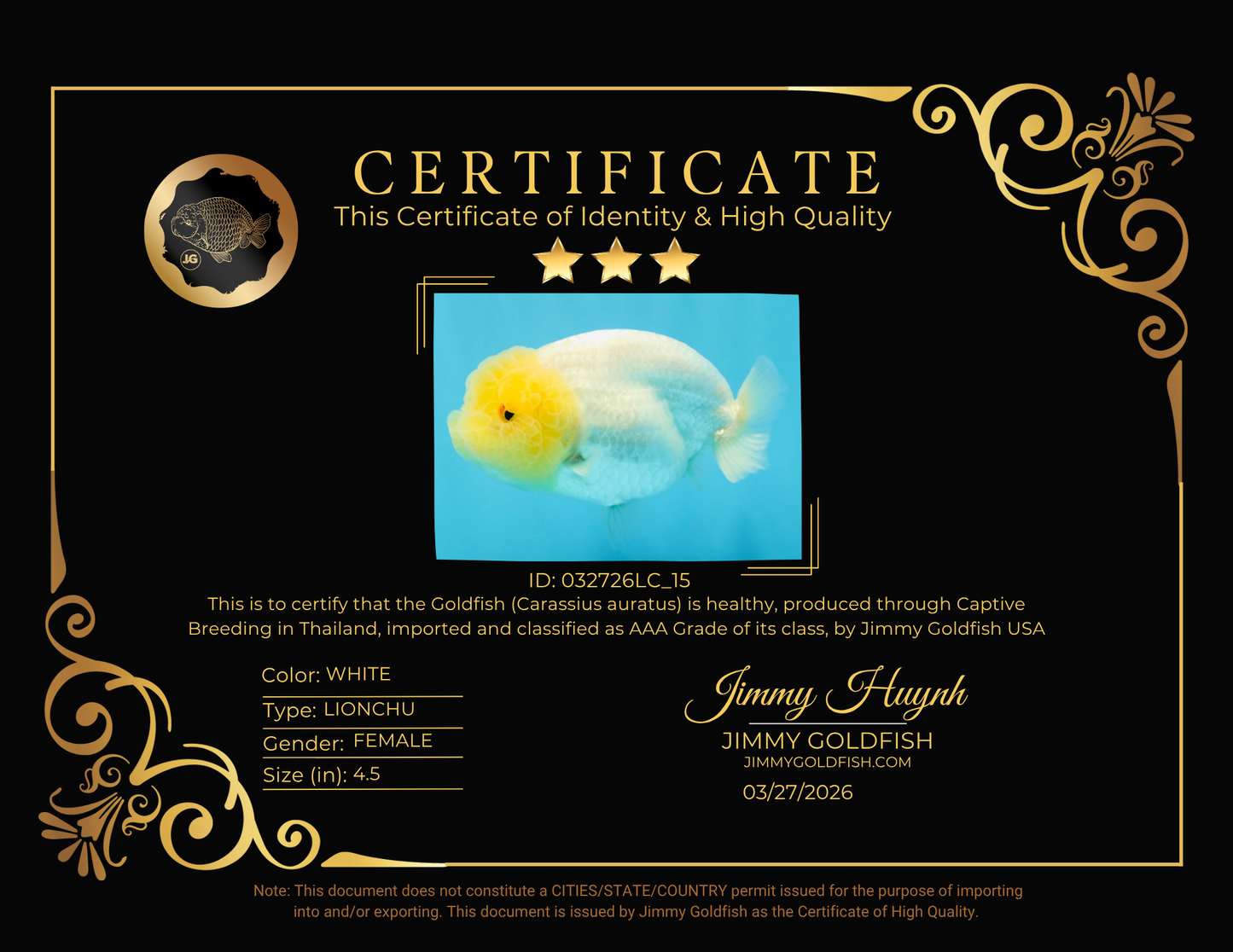 SUNNY AAA Grade Red White LionQueen 4.5 inches #032726LC_15