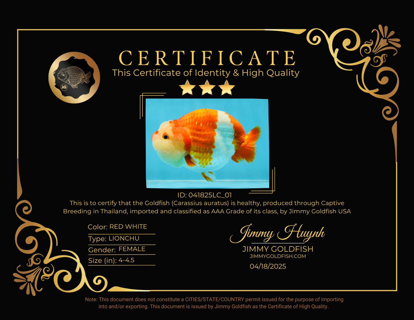 BIG WEN AAA Grade Egg-Shaped Red White LionQueen 4-4.5 inches #041825LC_01