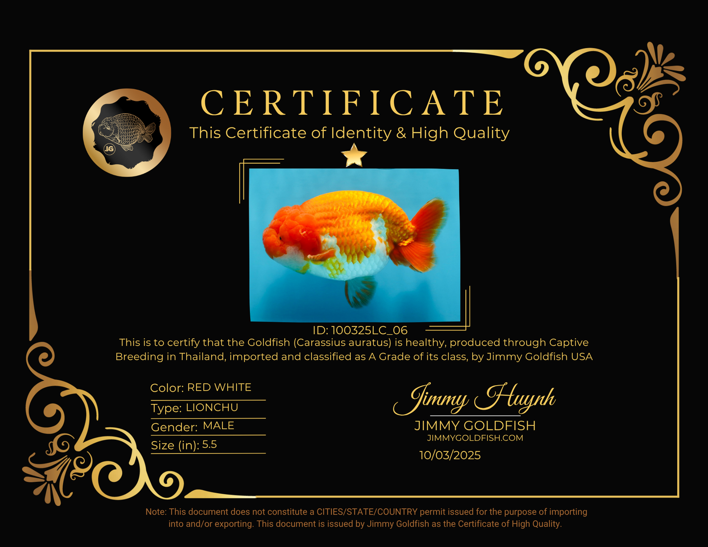 A Grade CHUBBY Red White LionKing 5.5 inches #100325LC_06